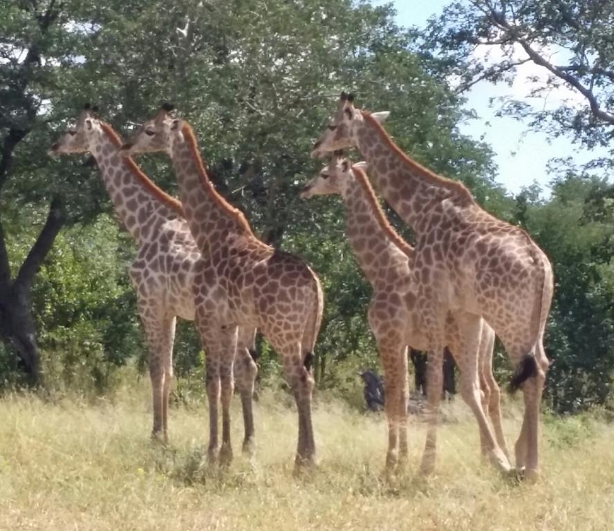 Mwandi View Hotell Kavimba Exteriör bild